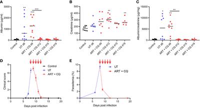 Experimental malaria-associated acute kidney injury is independent of parasite sequestration and resolves upon antimalarial treatment